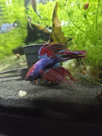 Crowntail betta