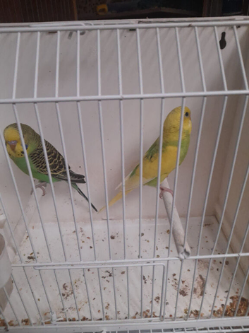Young budgies