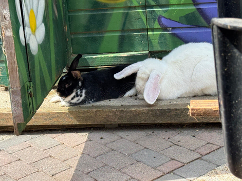 2 bonded bunnies