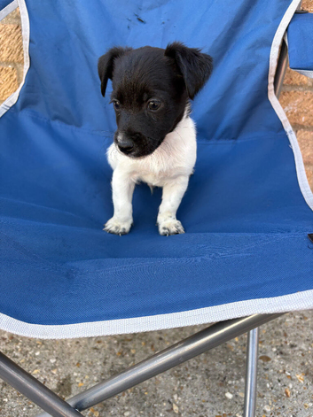 Jack Russell x Yorkshire terrier 2 boy pups READY TO GO