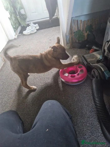 Husky cross staffie pups for sale
