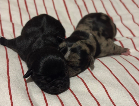 Beautiful Unique Pugs