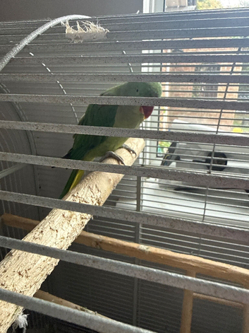 Alexandrine