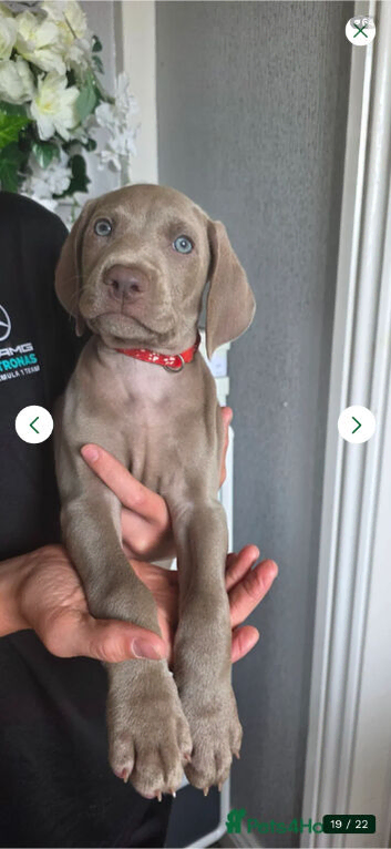 Stuning weimeraner puppies