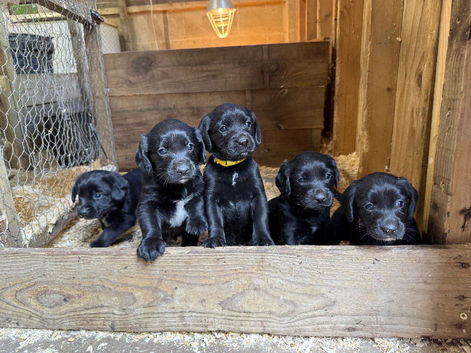 Cocker spaniel x Labrador puppies
