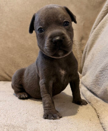 Last puppy left - blue with slight fawn Staffordshire BULLTERRIER male