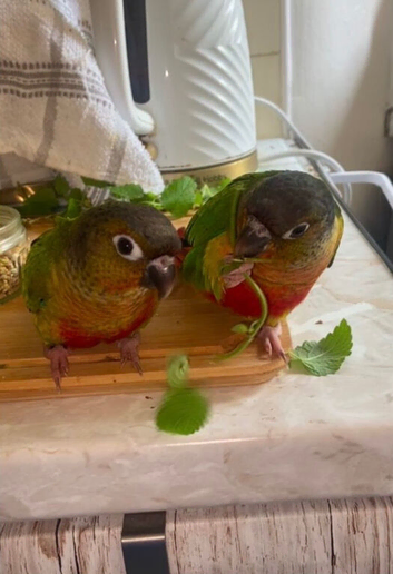 Two Female Green Cheek Conures with Cage