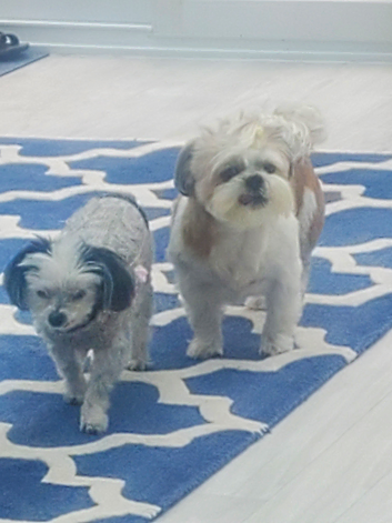 Home from home boarding for smaller dogs