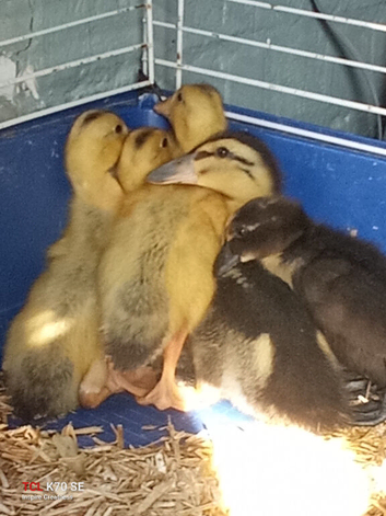 Ducklings 2 weeks old