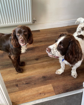 Licensed dog boarding & doggy daycare - Cannock