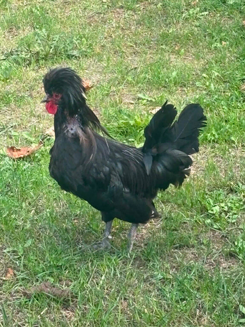 Polish bantom cock