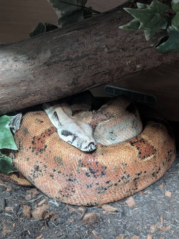 Salmon Boa Constrictor