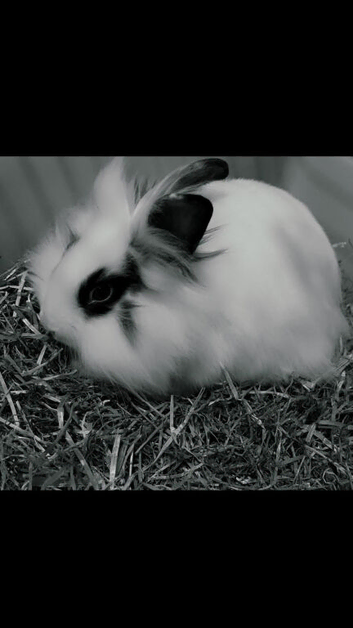 Two Girl Adult Rabbits Poppy & Daisy