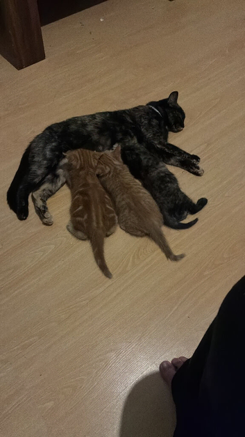 Ginger kittens for sale 10 weeks old  on Saturday