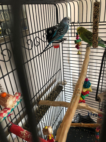 Budgies and cage with accessories and food