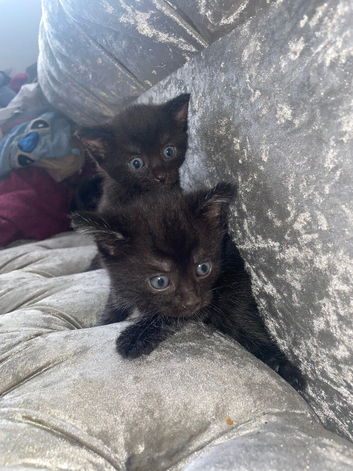 4 black kittens available