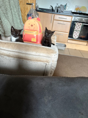 2 female kittens sisters