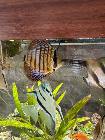 Most fish must go
