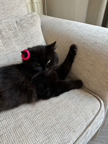 Male cat 4 years old