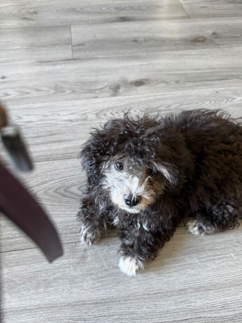 Beautiful poochon