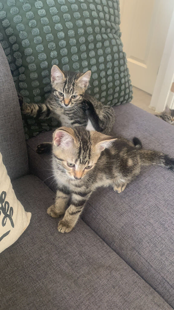 2 boy kittens left ready now