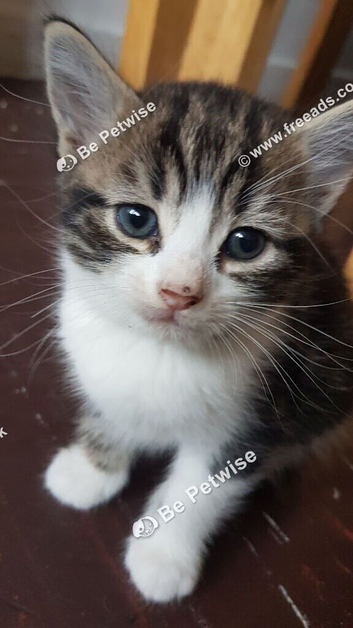 Sweet 10 -week‑old male kitten with a cute curled tail &mdash; ready in leave.