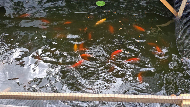 Goldfish for pond various sizes