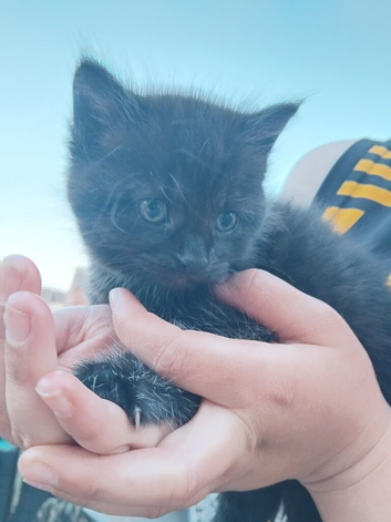 Kittens