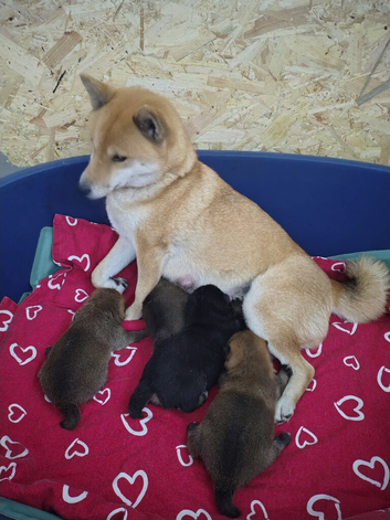 Exceptional puppis arę waiting for their news home