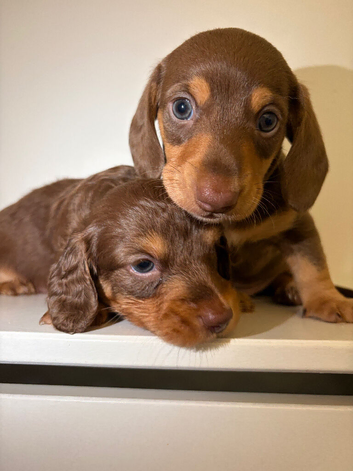 KC Registered Miniature Dachshund Puppies &ndash; Chocolate & Tan Long & Smooth Haired