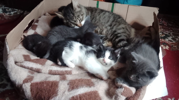 Two kittens for sale
