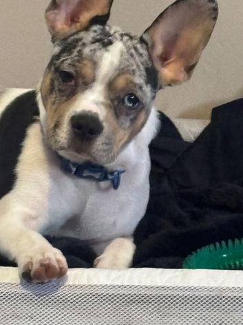 Mearl frenchie x chihuahua