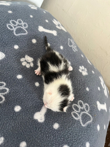 Beautiful little kitties for sale