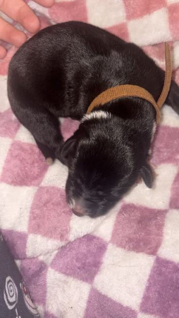 Border collie x staffie x german sheppard