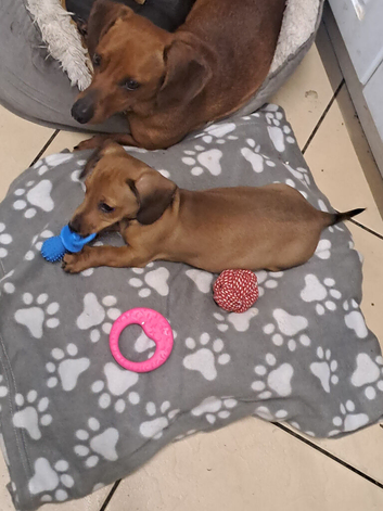 Miniature dachshund girl pra clear