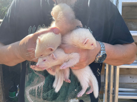 Ferret kits for sale