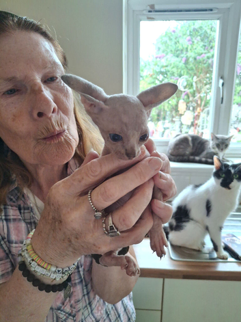 Lovely spynx kitten