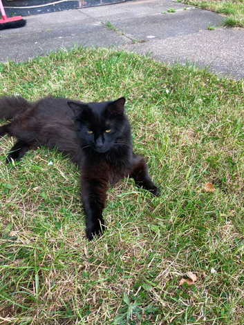 MISSING CAT HUNTER &ndash; B24 8EX &ndash; REWARD OFFERED