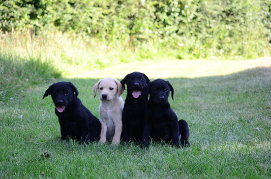 Ready to go now!! Labrador boys from working lines