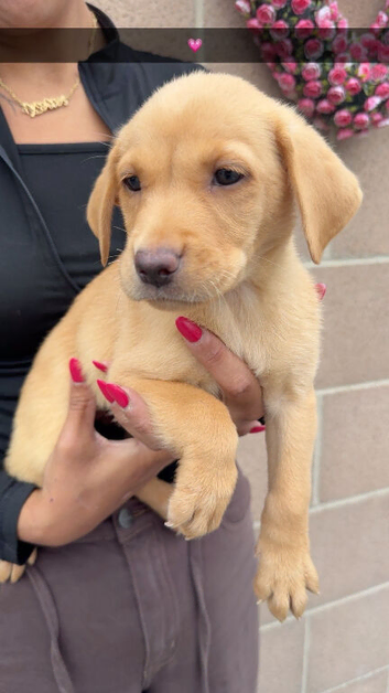 8 beautiful Labrador puppies