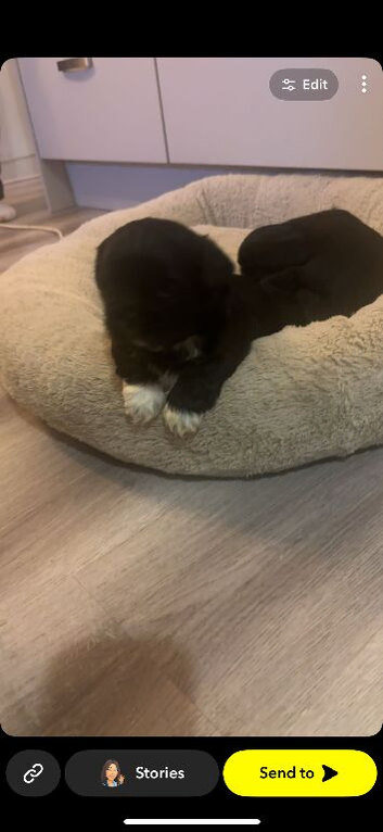 shih tzu puppies