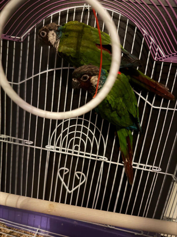 3 Proven Breeding Pairs of Conures With DNA Certificates