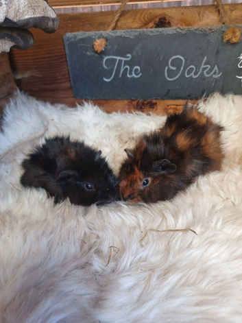 baby abysinian boars