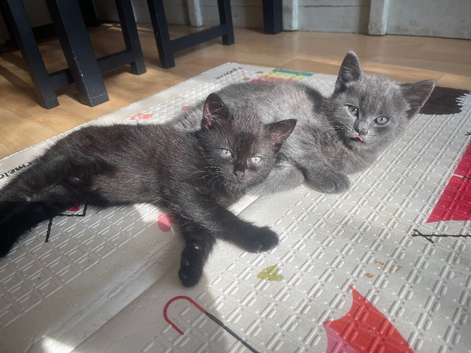 Gorgeous kitty&rsquo;s