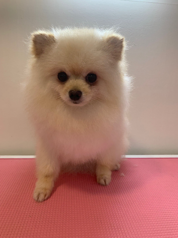 Hands Oh Hounds Dog Grooming