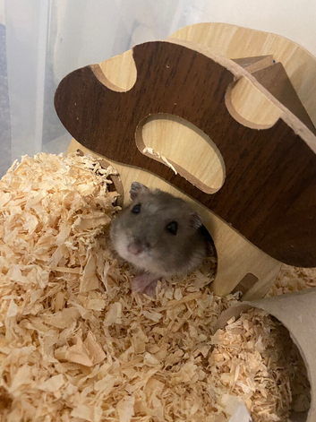 2 female dwarf hamsters