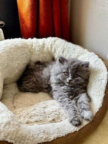 Beautiful British shorthair blue & blue spotted