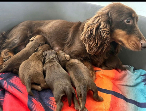 Longhair mini dachshund puppies