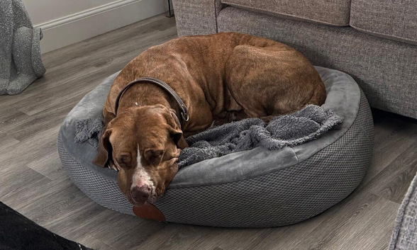 3/4 presa canario 1/4 Dogue de Bordeaux