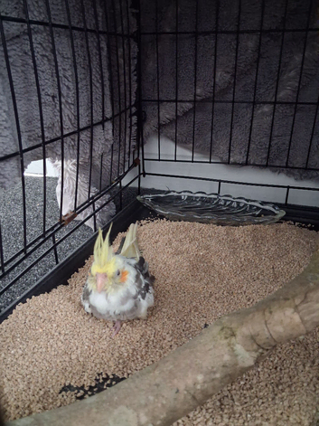 Cockatiel needs new home